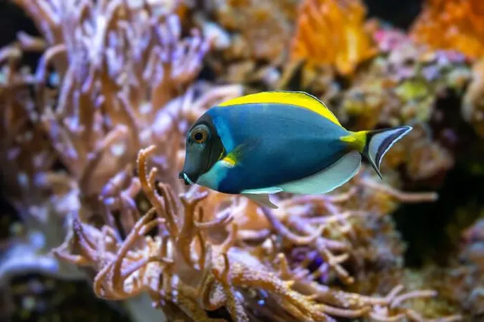 Framed Print : Powderblue surgeonfish, Acanthurus leucosternon / Weißkehl-Doktorfisch Framed Print : Powderblue surgeonfish, Acanthurus leucosternon / Weißkehl-Doktorfisch