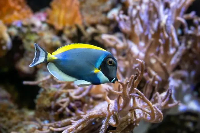 Framed Print : Powderblue surgeonfish, Acanthurus leucosternon  /  Weißkehl-Doktorfisch