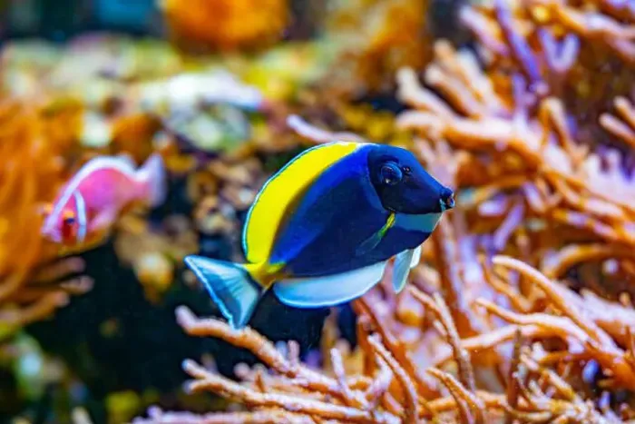 Framed Print : Powderblue surgeonfish, Acanthurus leucosternon / Weißkehl-Doktorfisch Framed Print : Powderblue surgeonfish, Acanthurus leucosternon / Weißkehl-Doktorfisch