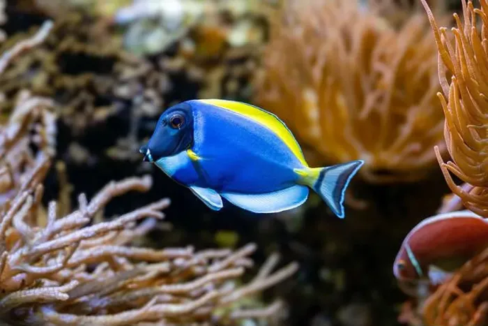 Framed Print : Powderblue surgeonfish, Acanthurus leucosternon / Weißkehl-Doktorfisch Framed Print : Powderblue surgeonfish, Acanthurus leucosternon / Weißkehl-Doktorfisch