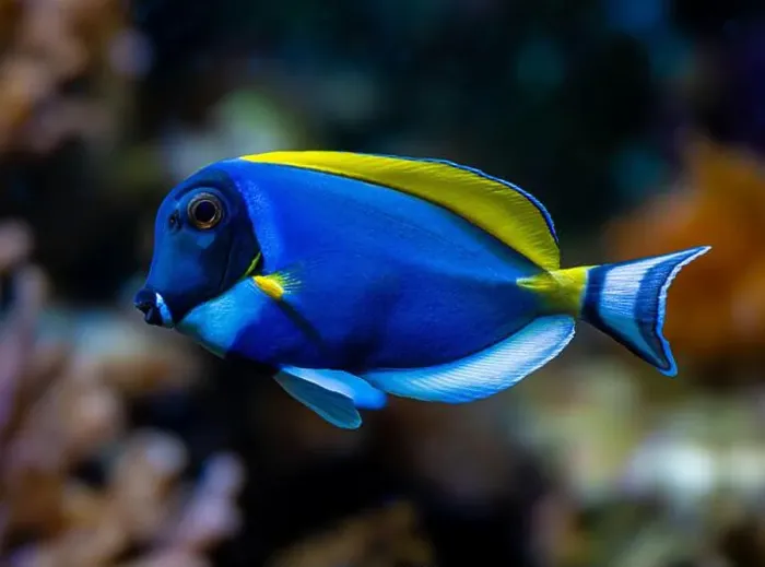 Framed Print : Powderblue surgeonfish, Acanthurus leucosternon / Weißkehl-Doktorfisch Framed Print : Powderblue surgeonfish, Acanthurus leucosternon / Weißkehl-Doktorfisch