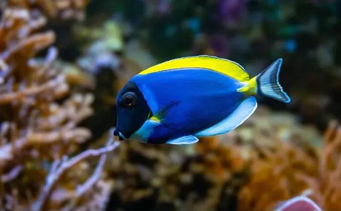 Framed Print : Powderblue surgeonfish, Acanthurus leucosternon / Weißkehl-Doktorfisch Framed Print : Powderblue surgeonfish, Acanthurus leucosternon / Weißkehl-Doktorfisch