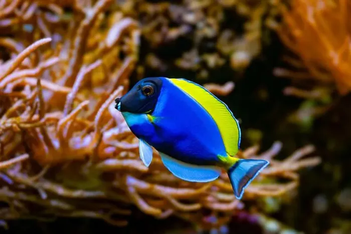 Framed Print : Powderblue surgeonfish, Acanthurus leucosternon / Weißkehl-Doktorfisch Framed Print : Powderblue surgeonfish, Acanthurus leucosternon / Weißkehl-Doktorfisch