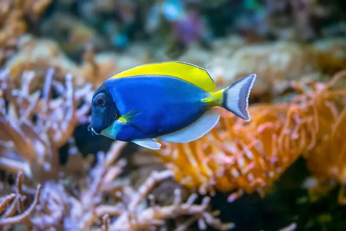 Framed Print : Powderblue surgeonfish, Acanthurus leucosternon / Weißkehl-Doktorfisch Framed Print : Powderblue surgeonfish, Acanthurus leucosternon / Weißkehl-Doktorfisch