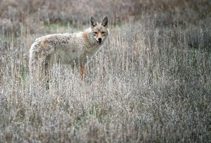 Framed Print : Prairie Coyote Canada Framed Print : Prairie Coyote Canada