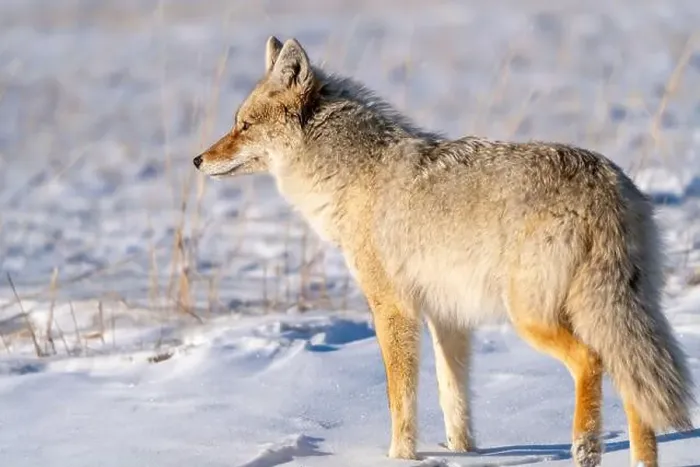 Framed Print : Prairie Coyote Canada Framed Print : Prairie Coyote Canada