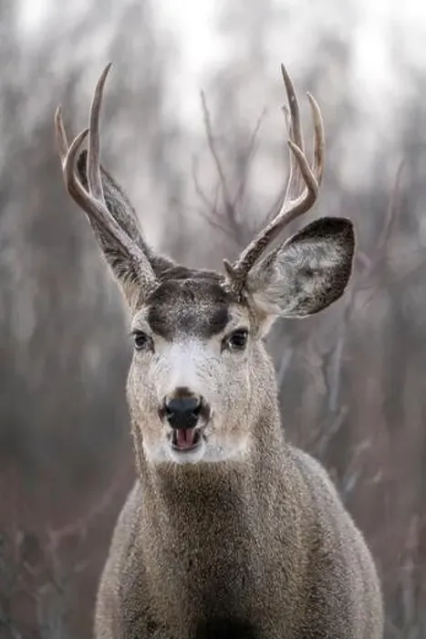 Framed Print : Prairie Deer Saskatchewan Canada rural countryside scenic Framed Print : Prairie Deer Saskatchewan Canada rural countryside scenic