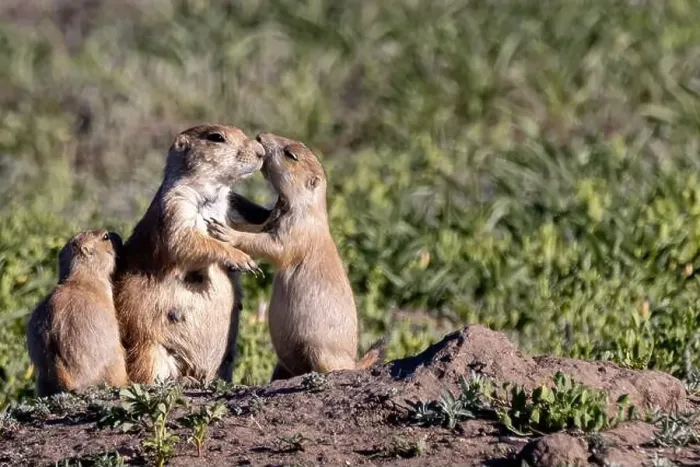 Framed Print : Prairie dog family in Theodore Roosevelt National Park, North Dakota, USA. (Editorial Use Only) Framed Print : Prairie dog family in Theodore Roosevelt National Park, North Dakota, USA. (Editorial Use Only)