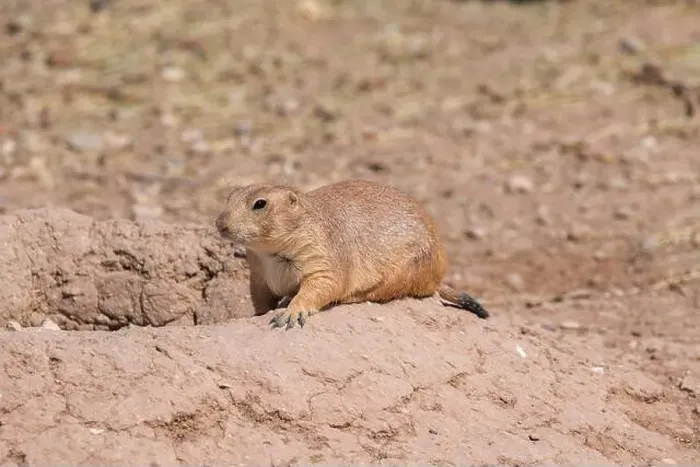 Framed Print : Prairie dog laying down in front of its hole Framed Print : Prairie dog laying down in front of its hole