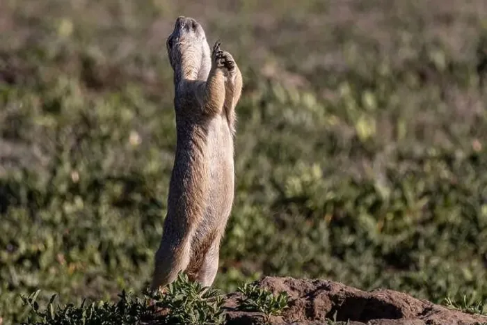 Framed Print : Prairie dog signaling all clear in Theodore Roosevelt National Park, North Dakota, USA. (Editorial Use Only) Framed Print : Prairie dog signaling all clear in Theodore Roosevelt National Park, North Dakota, USA. (Editorial Use Only)