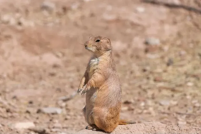 Framed Print : Prairie dog standing tall near its hole Framed Print : Prairie dog standing tall near its hole