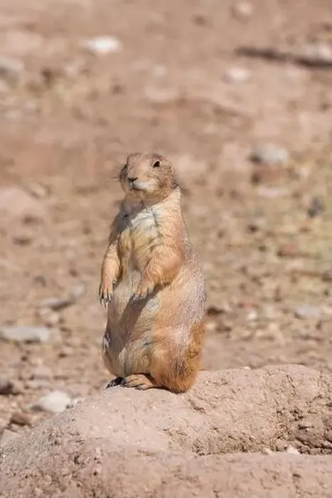 Framed Print : Prairie dog watching the entrance of his hole Framed Print : Prairie dog watching the entrance of his hole