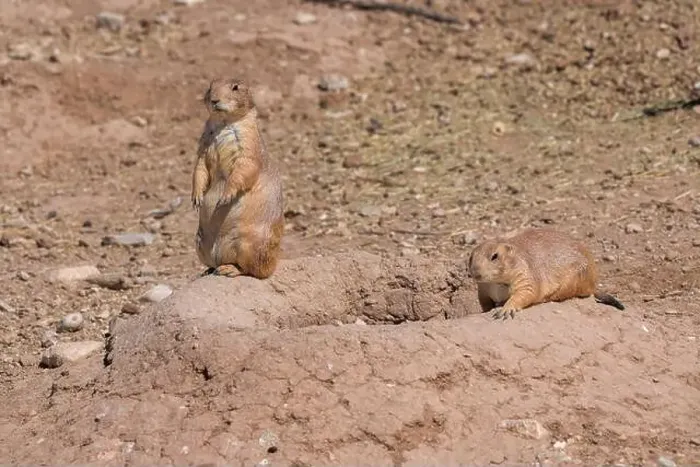 Framed Print : Two prairie dogs on their hole Framed Print : Two prairie dogs on their hole