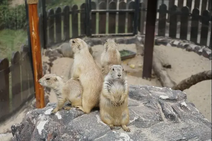 Framed Print : Prairie dogs are small burrowing rodents of the genus Cynomys Framed Print : Prairie dogs are small burrowing rodents of the genus Cynomys