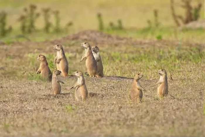 Framed Print : Several prairie dogs standing on alert in the grasslands of South Dakota Framed Print : Several prairie dogs standing on alert in the grasslands of South Dakota