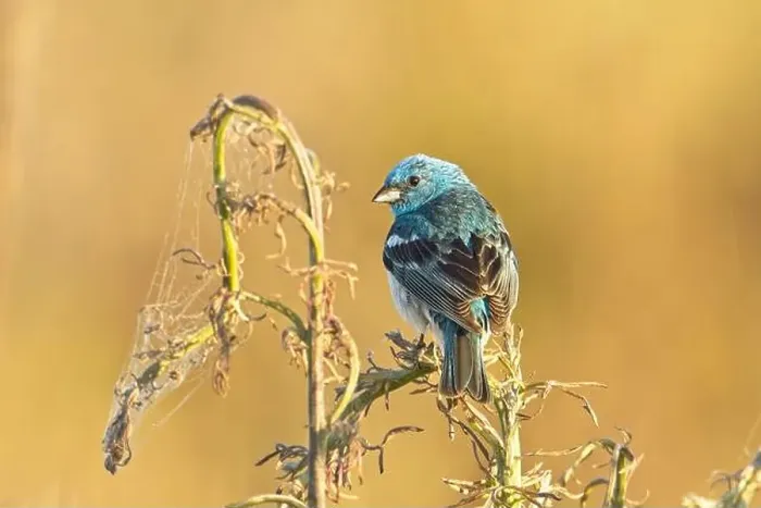 Framed Print : A pretty blue Lazuli Bunting is perched on a plant early in the morning near Liberty Lake, Washington