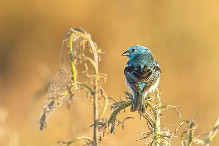 Framed Print : A pretty blue Lazuli Bunting is perched on a plant early in the morning near Liberty Lake, Washington