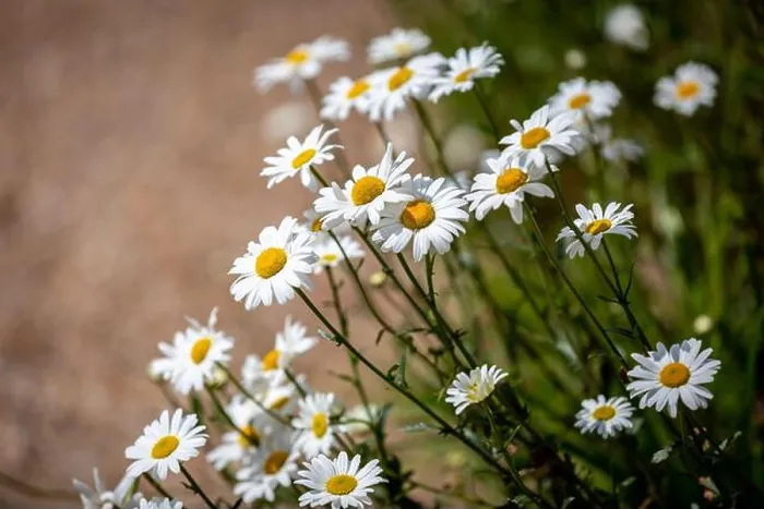 Framed Print : Pretty daisies in the late spring sunshine Framed Print : Pretty daisies in the late spring sunshine