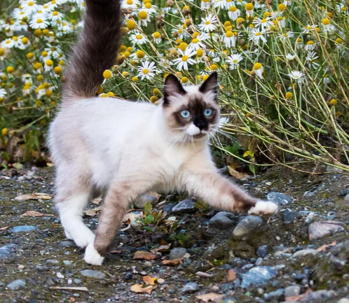 Framed Print : Pretty Kitty playing in daisies Framed Print : Pretty Kitty playing in daisies
