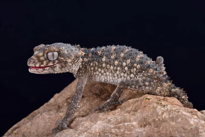 Framed Print : Prickly knob-tailed gecko, Nephrurus asper Framed Print : Prickly knob-tailed gecko, Nephrurus asper