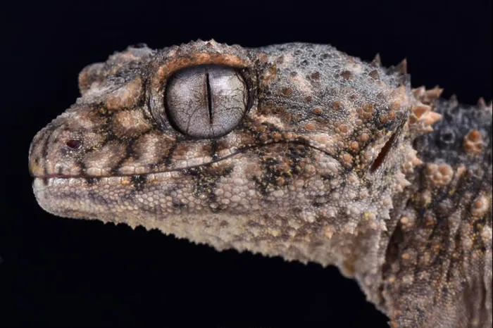 Framed Print : Prickly knob-tailed gecko, Nephrurus asper Framed Print : Prickly knob-tailed gecko, Nephrurus asper