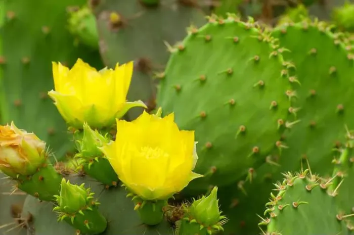 Framed Print : Prickly pear in bloom on Paisano Trail, Laguna Atascosa National Wildlife Refuge, Texas Framed Print : Prickly pear in bloom on Paisano Trail, Laguna Atascosa National Wildlife Refuge, Texas