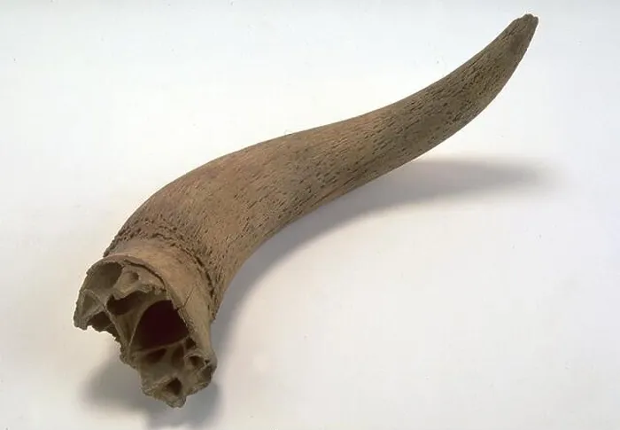 Framed Print : PRIMIGENIUS BOS HORN. PALEONTOLOGY. PALEOLITHIC. (LOCATION: NATIONAL ARCHAEOLOGICAL MUSEUM) Framed Print : PRIMIGENIUS BOS HORN. PALEONTOLOGY. PALEOLITHIC. (LOCATION: NATIONAL ARCHAEOLOGICAL MUSEUM)