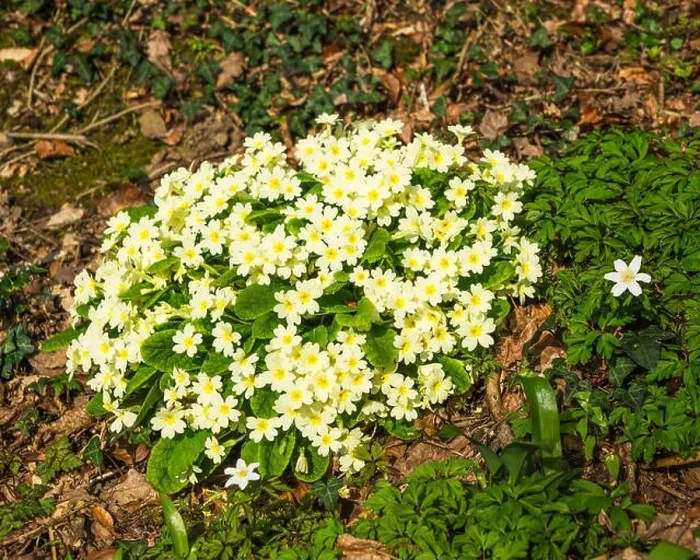 Framed Print : Primroses (Primula vulgaris) flowering at Royal Horticultural Society (RHS) Garden, Rosemoor, Devon, England, UK Framed Print : Primroses (Primula vulgaris) flowering at Royal Horticultural Society (RHS) Garden, Rosemoor, Devon, England, UK