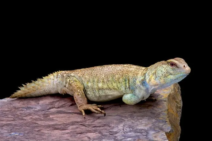 Framed Print : Princely spiny-tailed lizard (Uromastyx princeps) Framed Print : Princely spiny-tailed lizard (Uromastyx princeps)