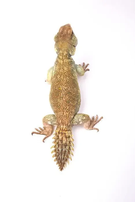 Framed Print : Princely spiny-tailed lizard (Uromastyx princeps) Framed Print : Princely spiny-tailed lizard (Uromastyx princeps)