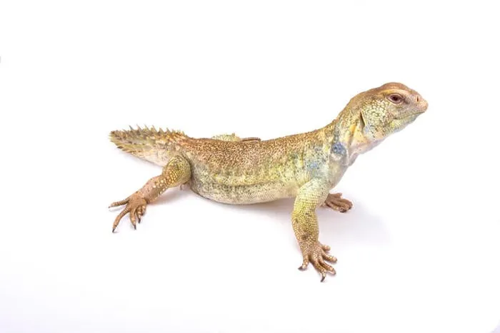 Framed Print : Princely spiny-tailed lizard (Uromastyx princeps) Framed Print : Princely spiny-tailed lizard (Uromastyx princeps)