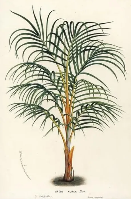 Framed Print : Princess palm, Dictyosperma album var Framed Print : Princess palm, Dictyosperma album var