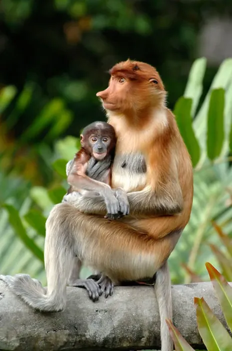 Framed Print : Proboscis Monkey (Nasalis larvatus) Female or Mother with Blue Baby, Labuk Bay Sanctuary, Sabah, Malaysia, Borneo