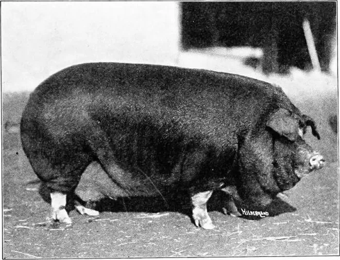 Framed Print : Productive swine husbandry. Swine Framed Print : Productive swine husbandry. Swine