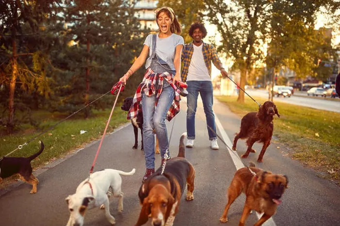 Framed Print : Professional Dog Walker - funny walking with with dogs outdoors Framed Print : Professional Dog Walker - funny walking with with dogs outdoors