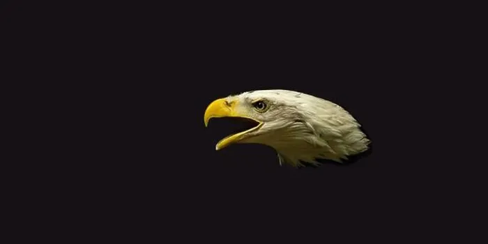 Framed Print : Profile of an American bald eagle with dark background Framed Print : Profile of an American bald eagle with dark background