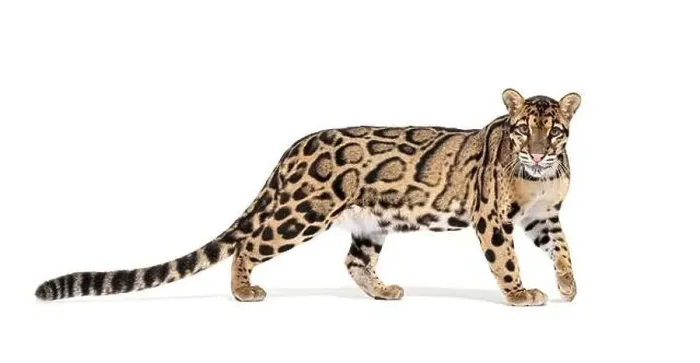 Framed Print : Profile of a Clouded leopard, Neofelis nebulosa, walking and looking at the camera, isolated on white Framed Print : Profile of a Clouded leopard, Neofelis nebulosa, walking and looking at the camera, isolated on white