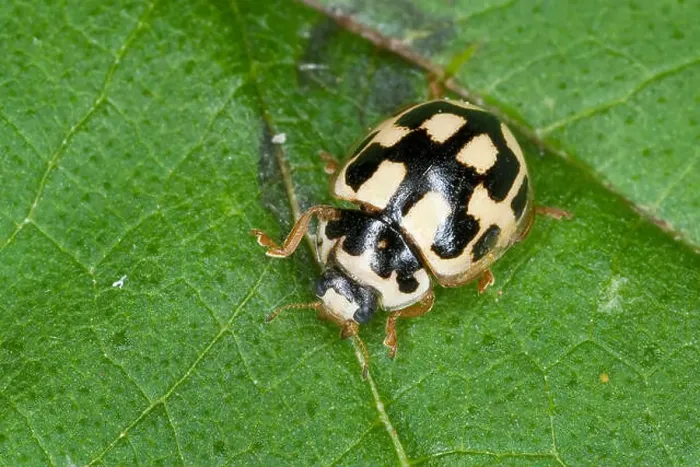 Framed Print : Propylea 14-punctata, Fourteen-Spot Ladybird Beetle (Propylea quatuordecimpunctata), sitting on a leaf, Germany Framed Print : Propylea 14-punctata, Fourteen-Spot Ladybird Beetle (Propylea quatuordecimpunctata), sitting on a leaf, Germany