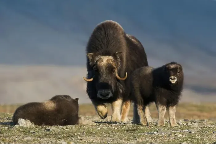 Framed Print : Protective musk ox parent, arctic tundra habitat around the Seward Peninsula, Alaska Framed Print : Protective musk ox parent, arctic tundra habitat around the Seward Peninsula, Alaska