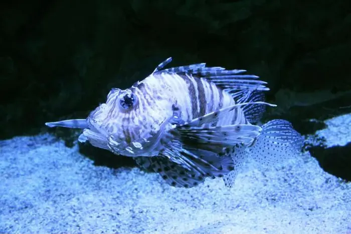 Framed Print : Pterois volitans close-up on a blue background. Predatory fish in the aquarium Framed Print : Pterois volitans close-up on a blue background. Predatory fish in the aquarium