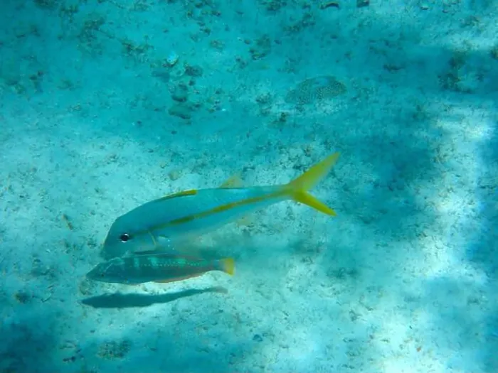 Framed Print : Puddingwife wrasse and Yellow goatfish foraging together, Bonaire, Caribbean Netherlands Framed Print : Puddingwife wrasse and Yellow goatfish foraging together, Bonaire, Caribbean Netherlands