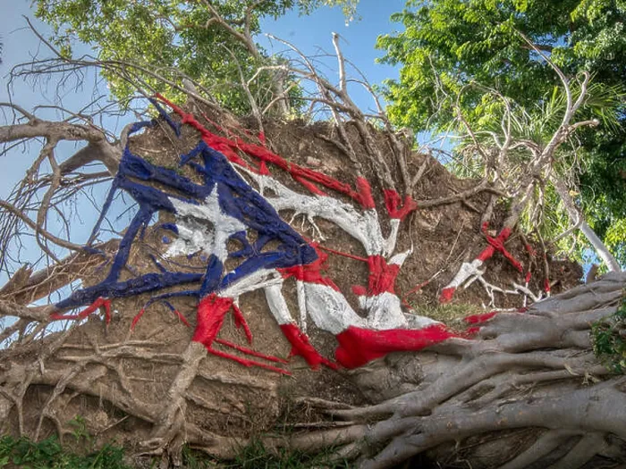 Framed Print : The puerto rican flag painted over the roots of a fallen tree after hurricane Maria Framed Print : The puerto rican flag painted over the roots of a fallen tree after hurricane Maria