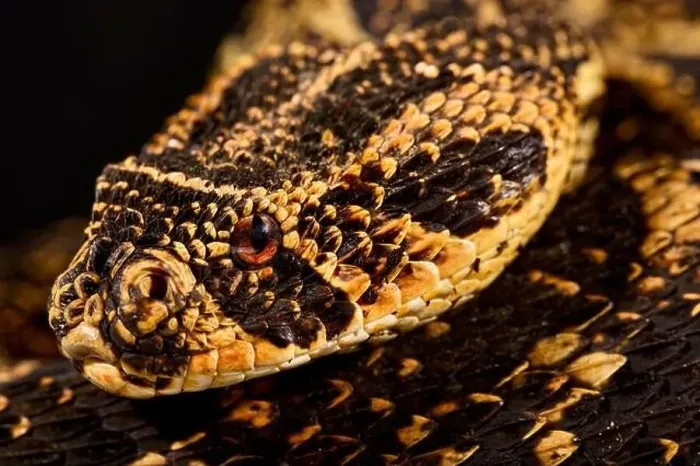 Framed Print : Puff adder (Bitis arietans) Framed Print : Puff adder (Bitis arietans)