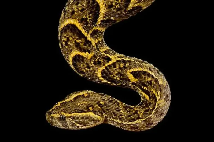 Framed Print : Puff adder Windhoek (Bitis arietans) Framed Print : Puff adder Windhoek (Bitis arietans)