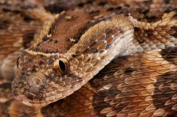 Framed Print : Puffadder / Bitis arietans Framed Print : Puffadder / Bitis arietans
