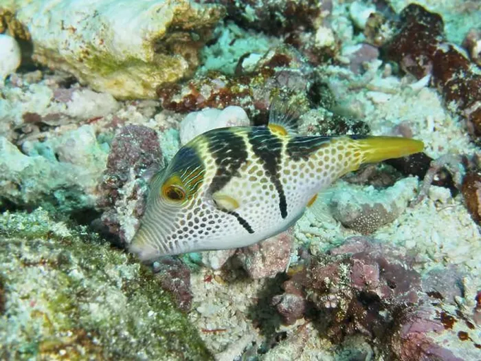 Framed Print : A pufferfish with a striking pattern Framed Print : A pufferfish with a striking pattern
