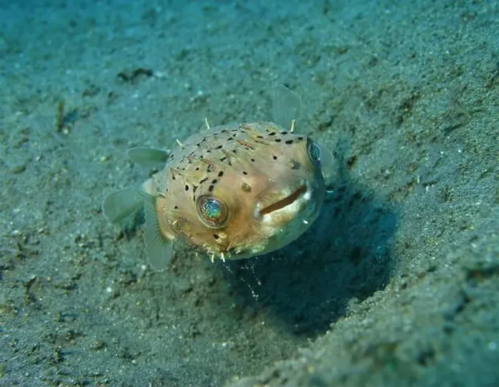Framed Print : Pufferfish, Tetraodontidae Deep Sea Exploration 2025 Framed Print : Pufferfish, Tetraodontidae Deep Sea Exploration 2025