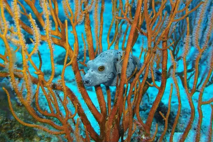 Framed Print : Pufferfish, Tetraodontidae Deep Sea Exploration 2025 Framed Print : Pufferfish, Tetraodontidae Deep Sea Exploration 2025