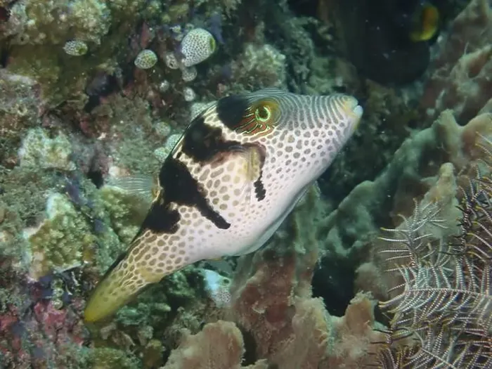 Framed Print : Pufferfish with unique pattern Framed Print : Pufferfish with unique pattern