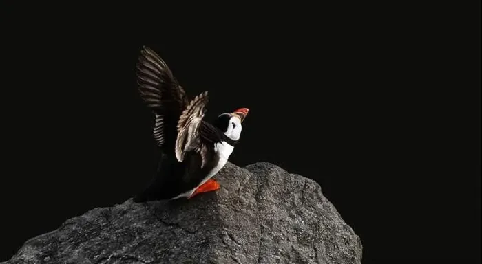 Framed Print : A puffin on a rock about to fly away, spreading its wings, black background, minimalism, copy space, negative space Framed Print : A puffin on a rock about to fly away, spreading its wings, black background, minimalism, copy space, negative space